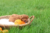 Tanner, a male Poodle - Toy  for sale in Lebanon, PA – 1 of 9