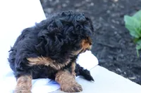 Heidi, a female Havapoo for sale in Lebanon, PA – 8 of 10