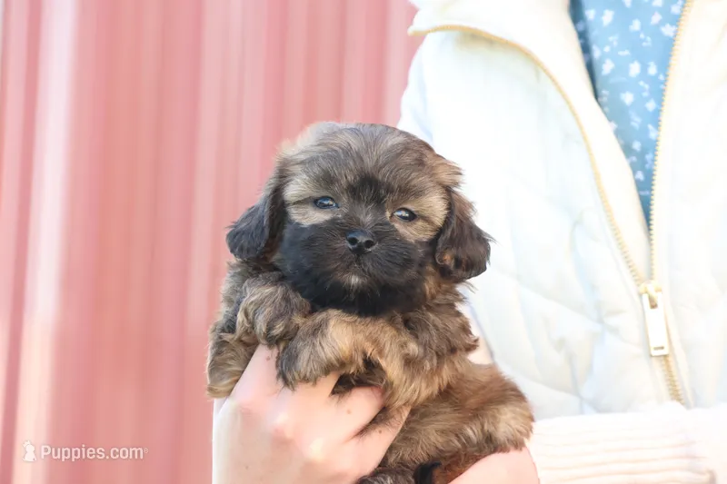 Stan – Shih Tzu, Poodle - Toy  puppy for sale in Lebanon, PA