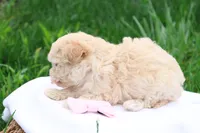 Melody, a female Maltipoo for sale in Lebanon, PA – 5 of 10