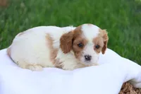 Cody, a male Cavapoo for sale in Lebanon, PA – 2 of 8