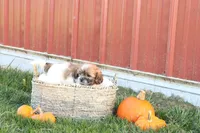 Sage, a female Shih Tzu and Poodle - Toy  for sale in Lebanon, PA – 7 of 9
