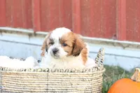 Spencer, a male Shih Tzu and Poodle - Toy  for sale in Lebanon, PA – 8 of 10