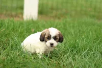 Sarah, a female Shihpoo for sale in Lebanon, PA – 4 of 9