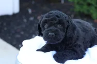 Hanson, a male Havapoo for sale in Lebanon, PA – 9 of 10