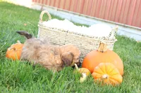 Selena, a female Shih Tzu and Poodle - Toy  for sale in Lebanon, PA – 5 of 9
