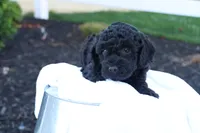 Hanson, a male Havapoo for sale in Lebanon, PA – 4 of 10