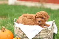 Hunter, a male Havapoo for sale in Lebanon, PA – 8 of 10