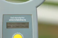 Sheldon, a male Shihpoo for sale in Lebanon, PA – 2 of 9