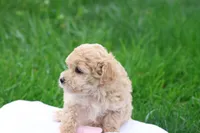 Malinda, a female Maltipoo for sale in Lebanon, PA – 5 of 6