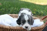Carlin, a male Cavapoo for sale in Lebanon, PA – 3 of 7