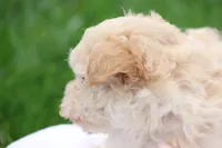 Melody, a female Maltipoo for sale in Lebanon, PA – 3 of 10