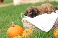 Shawn, a male Shihpoo for sale in Lebanon, PA – 9 of 10