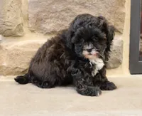 Sam, a male Shihpoo for sale in Lebanon, PA – 8 of 8