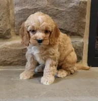 Christina, a female Cockapoo for sale in Lebanon, PA – 3 of 6