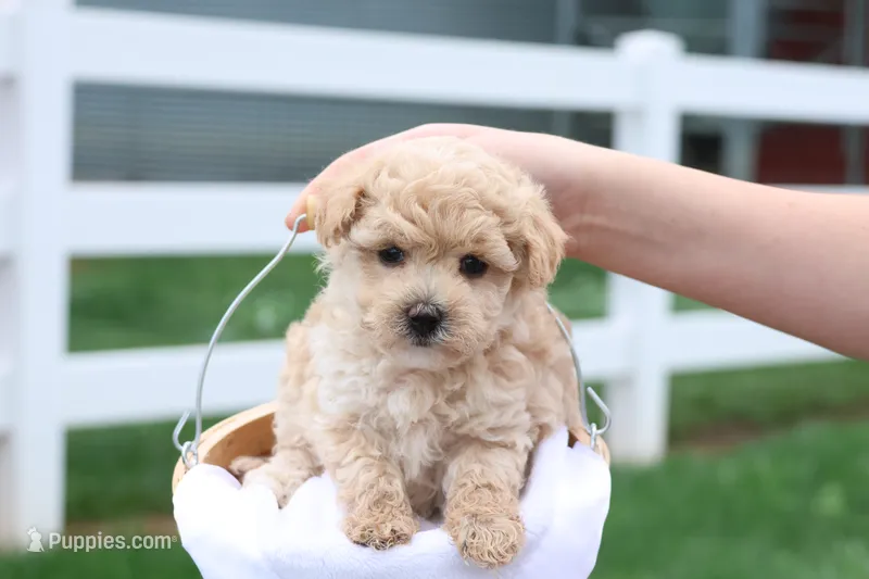 Malinda – Maltipoo puppy for sale in Lebanon, PA