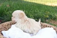 Hannah, a female Havapoo for sale in Lebanon, PA – 4 of 6