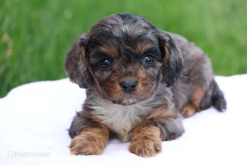 Chloe – Cavapoo puppy for sale in Lebanon, PA