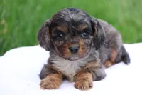 Chloe, a female Cavapoo for sale in Lebanon, PA – 1 of 10