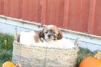 Sage, a female Shih Tzu and Poodle - Toy  for sale in Lebanon, PA – 3 of 9