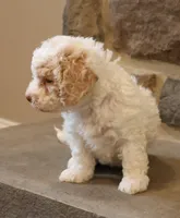 Brenda, a female Bichpoo for sale in Lebanon, PA – 3 of 7