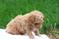 Mel, a male Maltipoo for sale in Lebanon, PA – 5 of 9