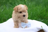Mathew, a male Maltipoo for sale in Lebanon, PA – 5 of 7