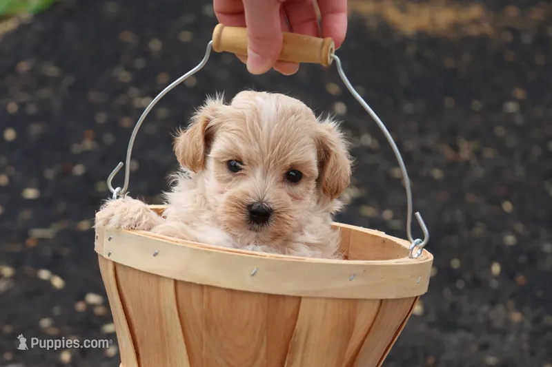 Marcus – Maltipoo puppy on hold in Lebanon, PA