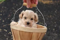 Marcus, a male Maltipoo for sale in Lebanon, PA – 1 of 7