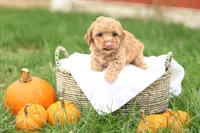 Harrison, a male Havapoo for sale in Lebanon, PA – 1 of 7