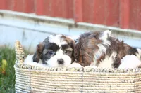 Scott, a male Shih Tzu and Poodle - Toy  for sale in Lebanon, PA – 4 of 9