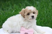 Hannah  (6-10lbs fullgrown), a female Havapoo for sale in Lebanon, PA – 6 of 9