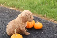 Timber, a male Poodle - Toy  for sale in Lebanon, PA – 2 of 9