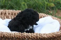 Hanson, a male Havapoo for sale in Lebanon, PA – 5 of 7