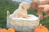 Teddy, a male Poodle - Toy  for sale in Lebanon, PA – 4 of 8