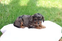 Chloe, a female Cavapoo for sale in Lebanon, PA – 6 of 10