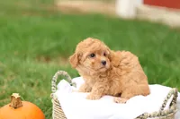 Haven, a female Havapoo for sale in Lebanon, PA – 9 of 10
