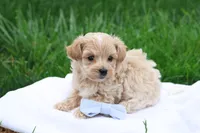 Marcus, a male Maltipoo for sale in Lebanon, PA – 3 of 7