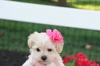 Hannah, a female Havapoo for sale in Lebanon, PA – 3 of 6