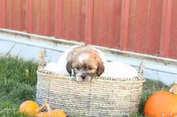 Sage, a female Shih Tzu and Poodle - Toy  for sale in Lebanon, PA – 5 of 9