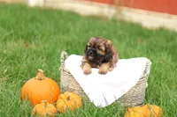 Shawn, a male Shihpoo for sale in Lebanon, PA – 3 of 10