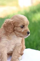 Curtis, a male Cavapoo for sale in Lebanon, PA – 4 of 9