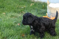 Colton, a male Cavalier King Charles Spaniel and Poodle - Toy  for sale in Lebanon, PA – 8 of 9