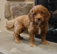 Christi, a female Cockapoo for sale in Lebanon, PA – 5 of 6