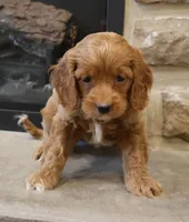 Christi, a female Cockapoo for sale in Lebanon, PA – 4 of 6