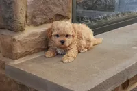 Stephen, a male Shihpoo for sale in Lebanon, PA – 6 of 10