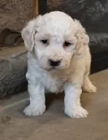 Bentley, a male Bichpoo for sale in Lebanon, PA – 3 of 5