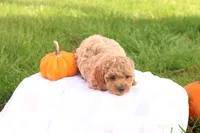 Tasha, a female Poodle - Toy  for sale in Lebanon, PA – 6 of 10