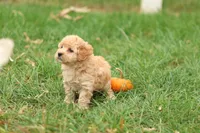 Hank, a male Havapoo for sale in Lebanon, PA – 7 of 8