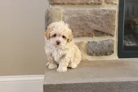 Sarah, a female Shihpoo for sale in Lebanon, PA – 1 of 10
